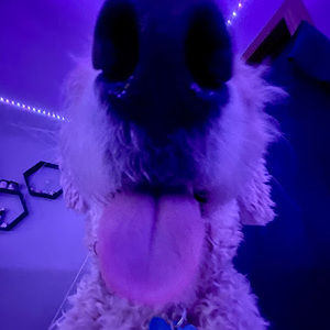 Meet your Posher, Clara